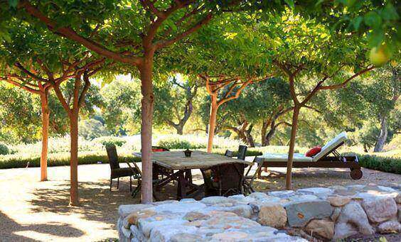 trees creating shade